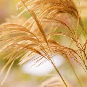 10 graminées qu'il faut avoir dans son jardin