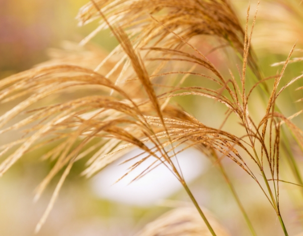 10 graminées qu'il faut avoir dans son jardin