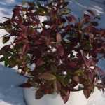 Le Jasmin Winter Ruby : une variété au feuillage unique !