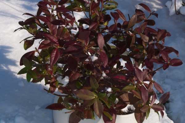 Le Jasmin Winter Ruby : une variété au feuillage unique !