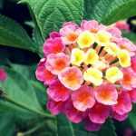 Lantana : plantation, bouture, entretien