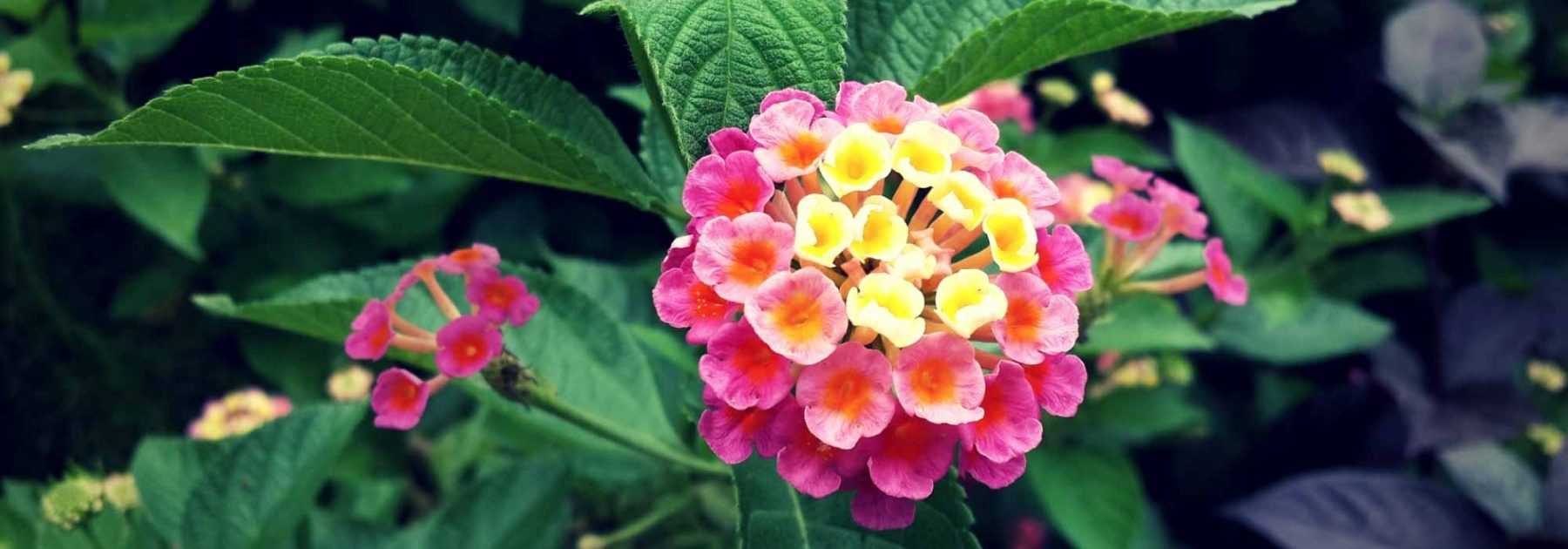 Lantana : plantation, bouture, entretien