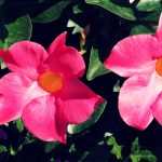 Dipladenia, Mandevilla : plantation et entretien