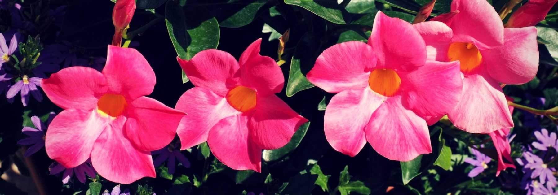 Dipladenia, Mandevilla : plantation et entretien