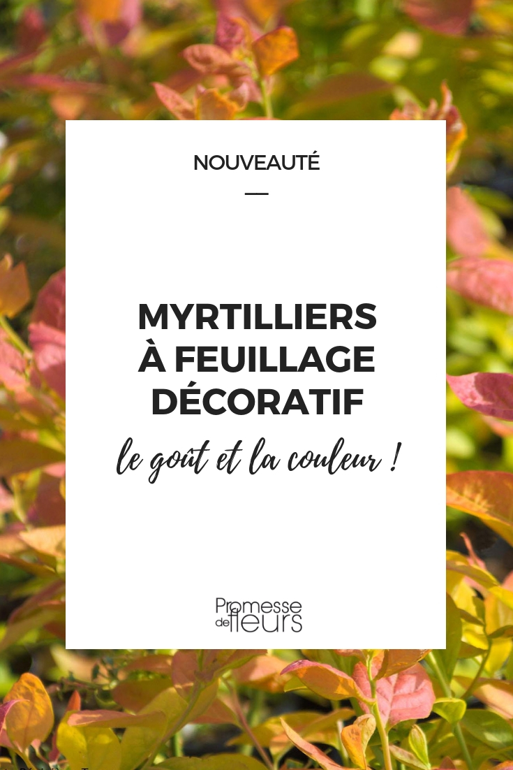 myrtilliers décoratifs à feuillage coloré