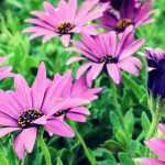 Osteospermum : plantation, taille, entretien