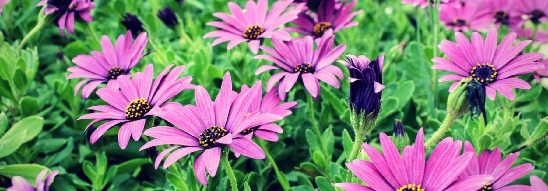 Osteospermum : plantation, taille, entretien