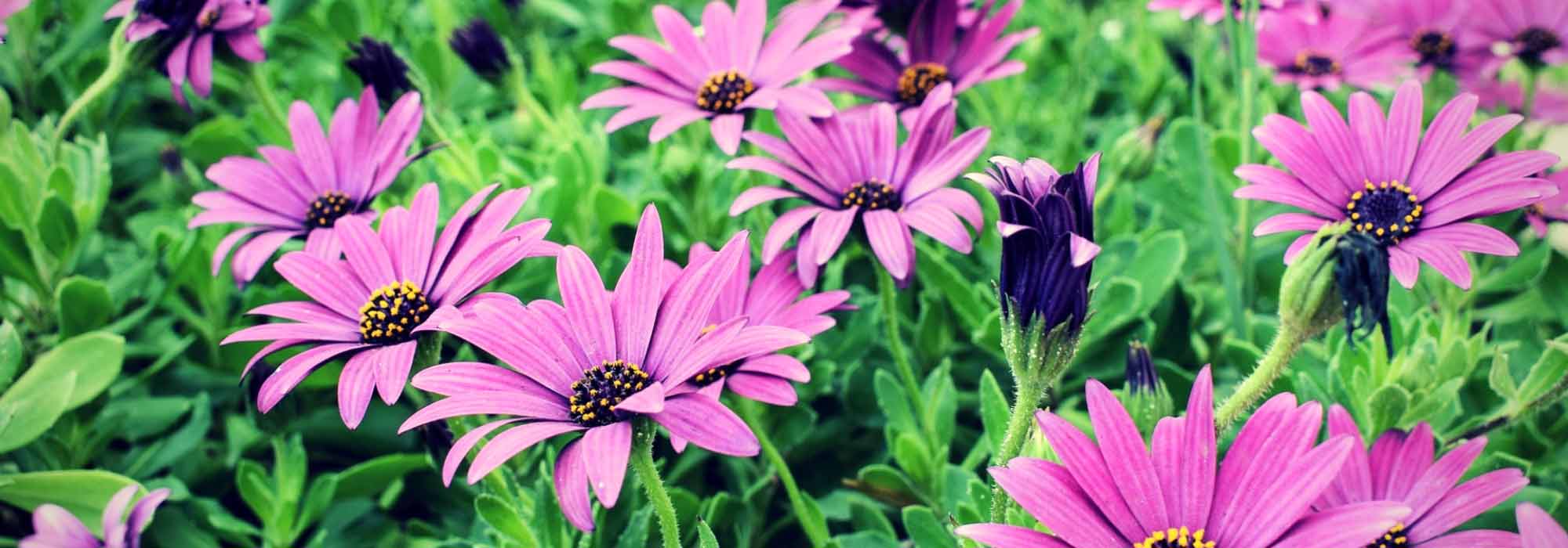 Osteospermum : plantation, taille, entretien - Promesse de Fleurs