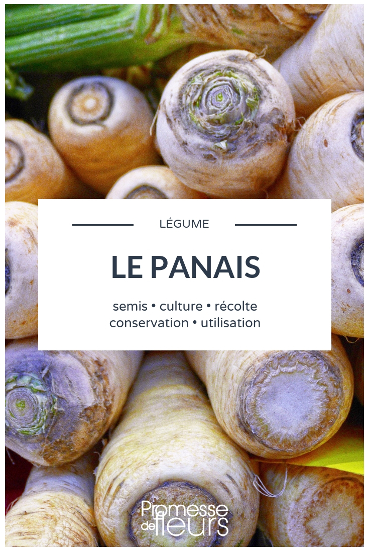 culture du panais au potager