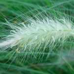 Pennisetum - Herbe aux écouvillons : plantation, taille, entretien