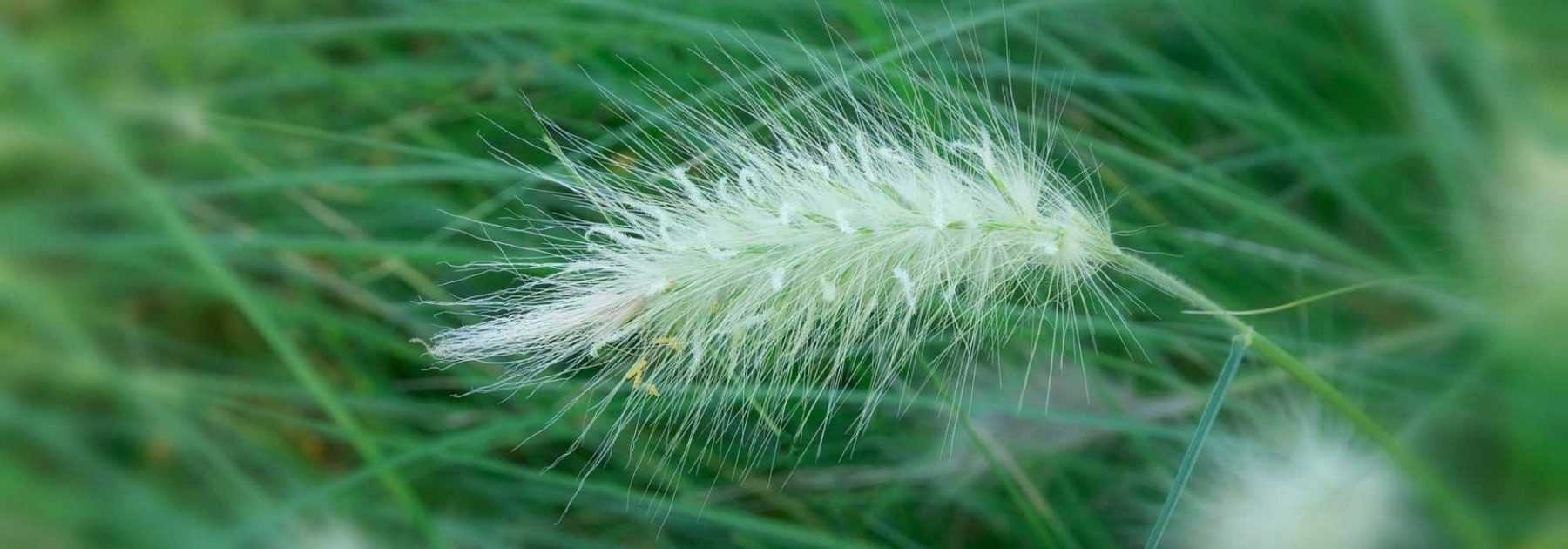 Pennisetum - Herbe aux écouvillons : plantation, taille, entretien