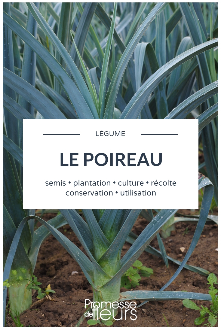 culture du poireau, semis, plantation