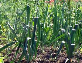 Les poireaux : semer, planter, cultiver, récolter