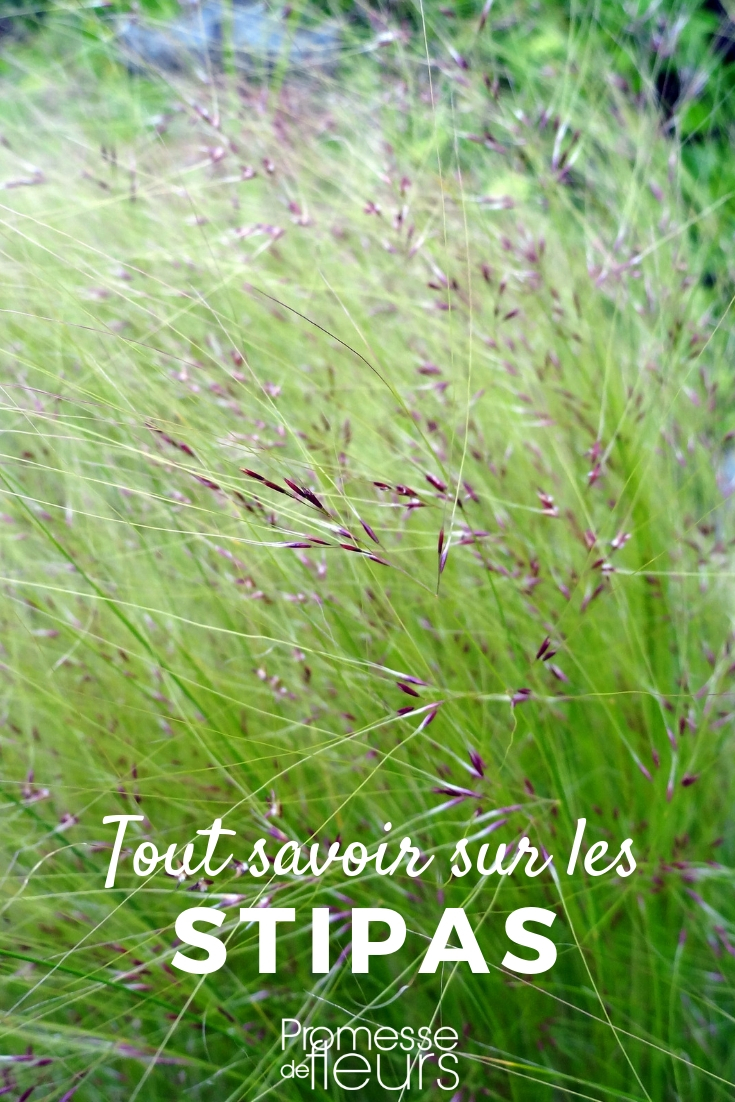 stipa, cheveux d'ange : tout savoir