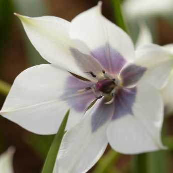 Tulipes botaniques : 7 variétés à découvrir