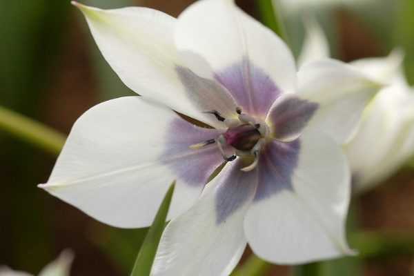 Tulipes botaniques : 7 variétés à découvrir