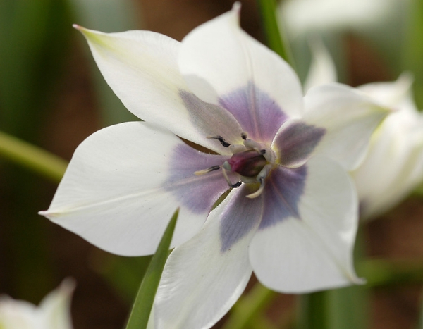 Tulipes botaniques : 7 variétés à découvrir