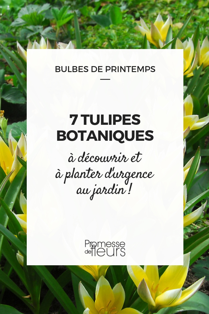 Tulipes botaniques : 7 variétés à découvrir