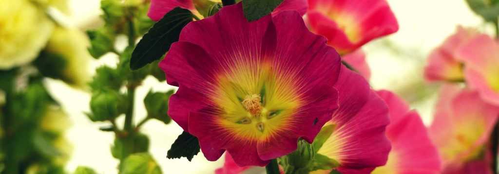 Graines De Rose Trémière Vivace - Mélange Double (Rose, Violet, Jaune, Blanc) - Alcea Rosea - Sachet 20 Graines - 4