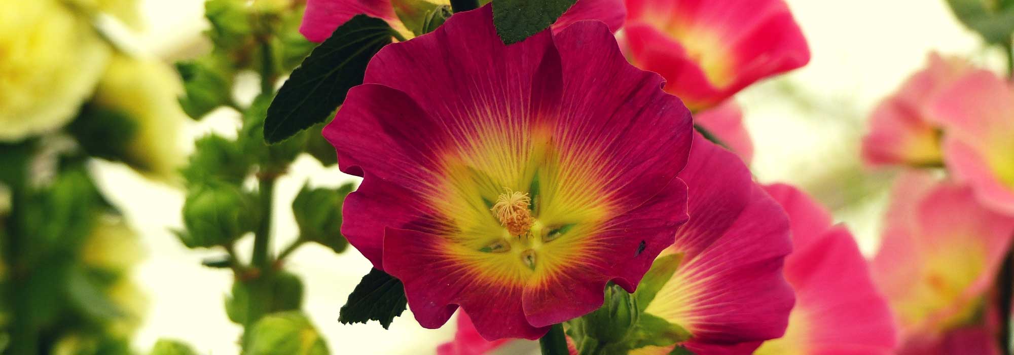 Rose trémière : semer, planter, entretenir - Promesse de Fleurs