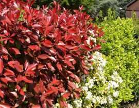 Arbustes de haie : racines nues, mottes, godets, arbustes en pots... Que choisir ?