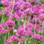 Armeria, Gazon d'Espagne : planter, cultiver, entretenir