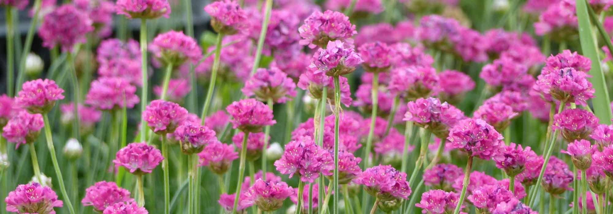 Armeria, Gazon d'Espagne : planter, cultiver, entretenir