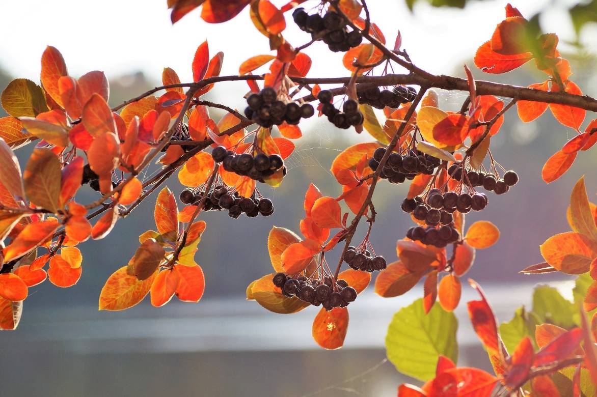 Aronia couleur automne