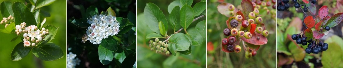 Aronia argutifolia