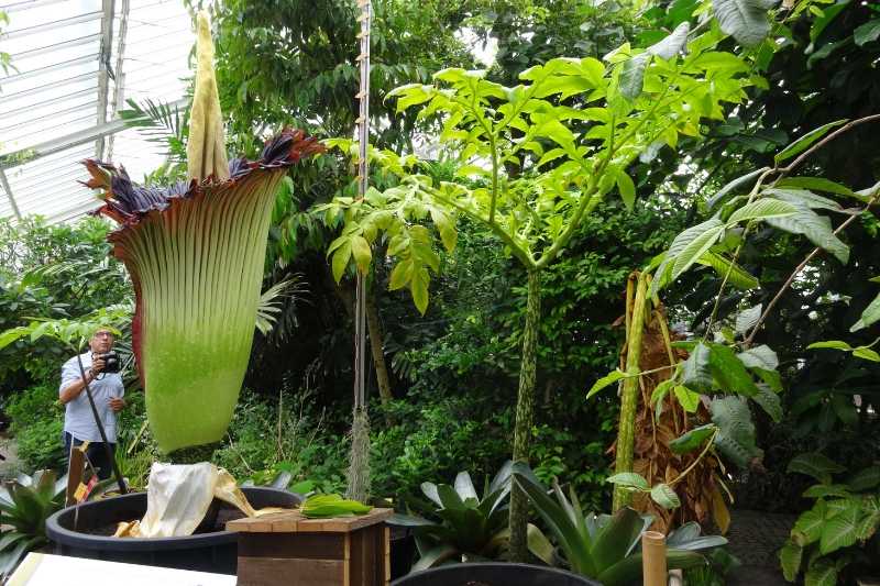 Amorphophallus titanum