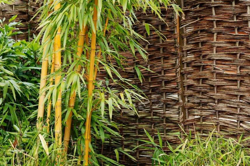 bambous traçants ou cespiteux
