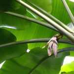 Bananier : plantation, culture et entretien, en pot ou au jardin