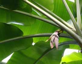 Bananier : plantation, culture et entretien, en pot ou au jardin