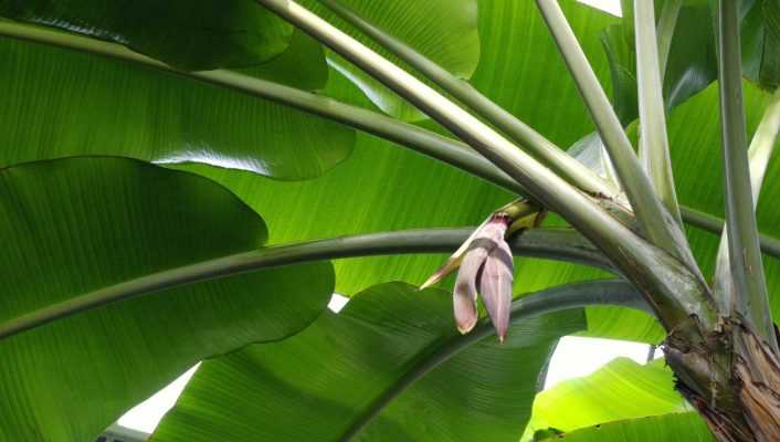 Bananier : plantation, culture et entretien, en pot ou au jardin