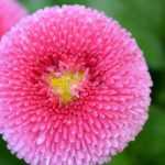 Pâquerette, bellis perennis : planter, semer et cultiver