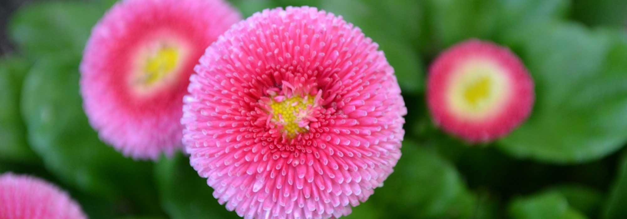 Pâquerette, bellis perennis : planter, semer et cultiver