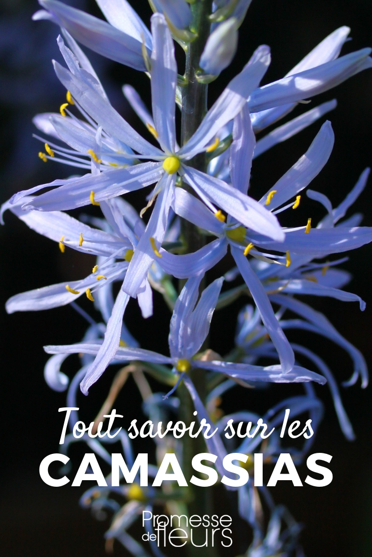 Camassia : planter, cultiver, entretenir