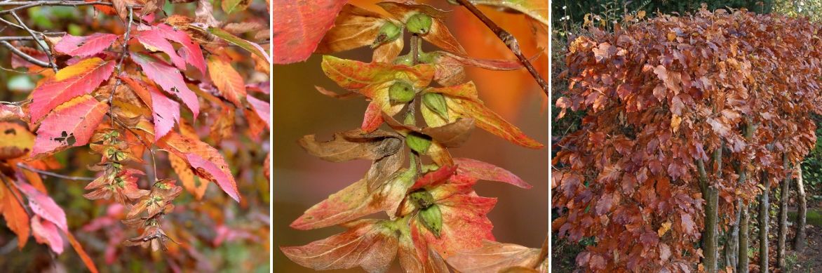 charme, arbre