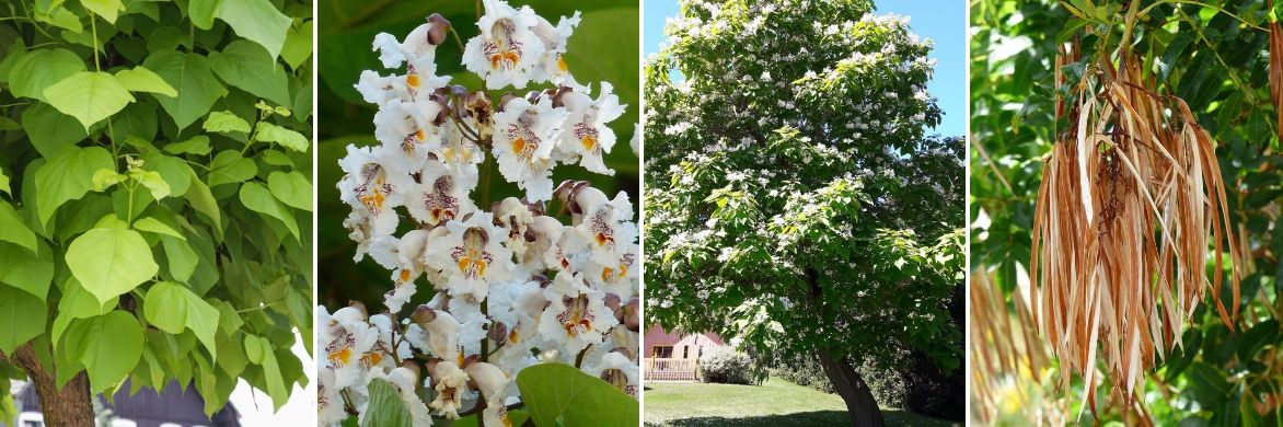 Catalpa