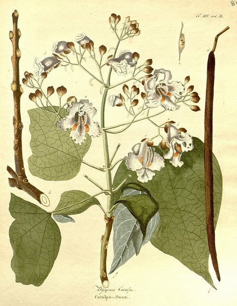 Catalpa