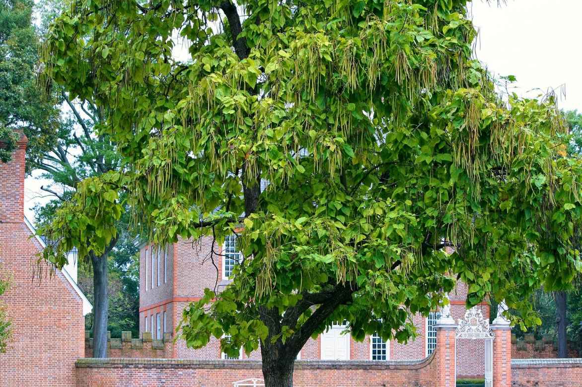 Arbre aux haricots