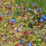 Ceratostigma, Plumbago de Chine : planter, tailler et entretenir