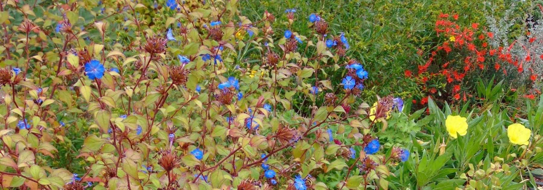 Ceratostigma, Plumbago de Chine : planter, tailler et entretenir