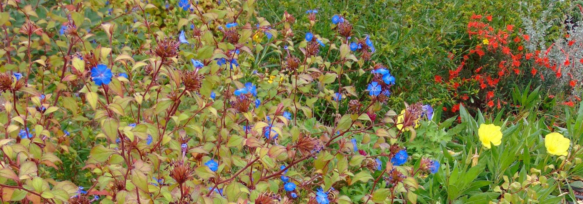 Ceratostigma, Plumbago de Chine : planter, tailler et entretenir