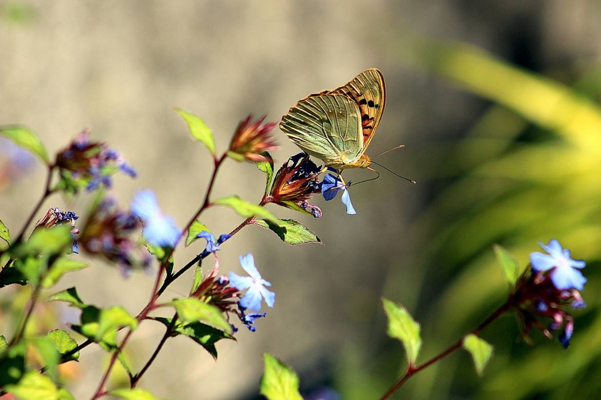 Dentelaire, papillon