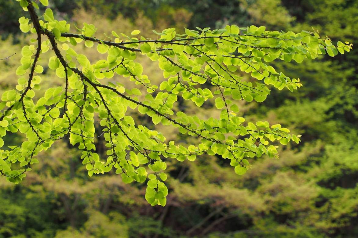 cercidiphyllum ou katsura