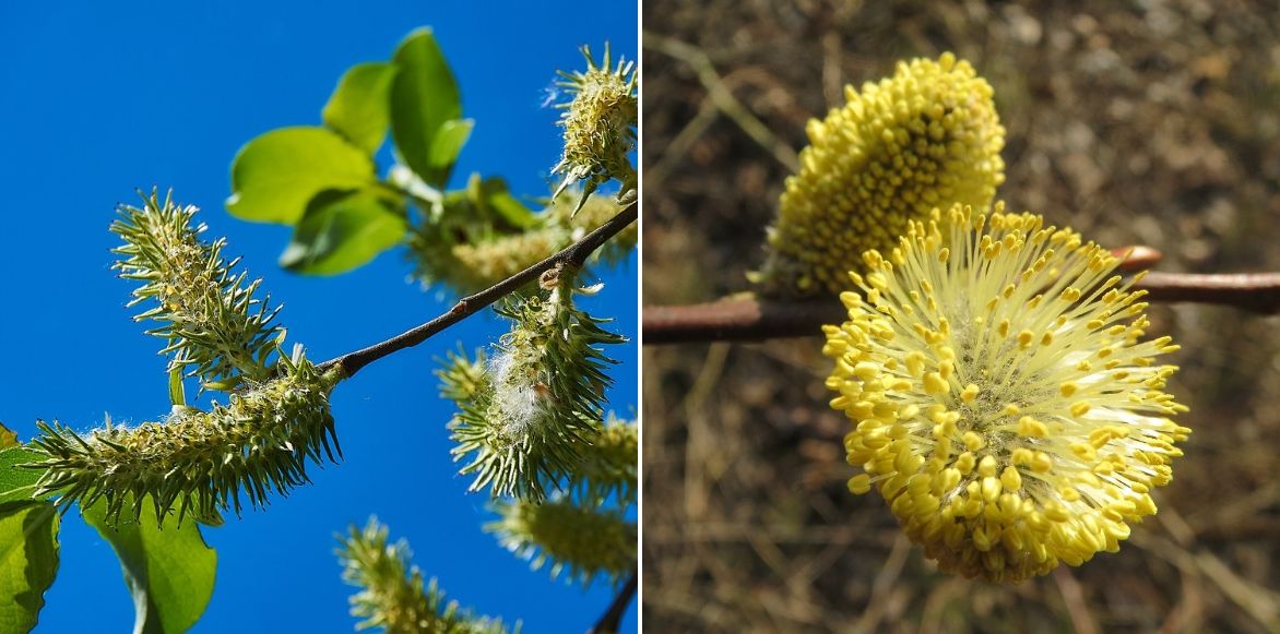 Comparaison entre chaton male et femelle du saule