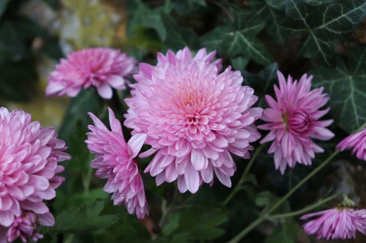 Chrysanthème