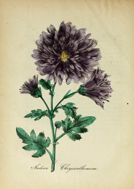 Chrysanthème