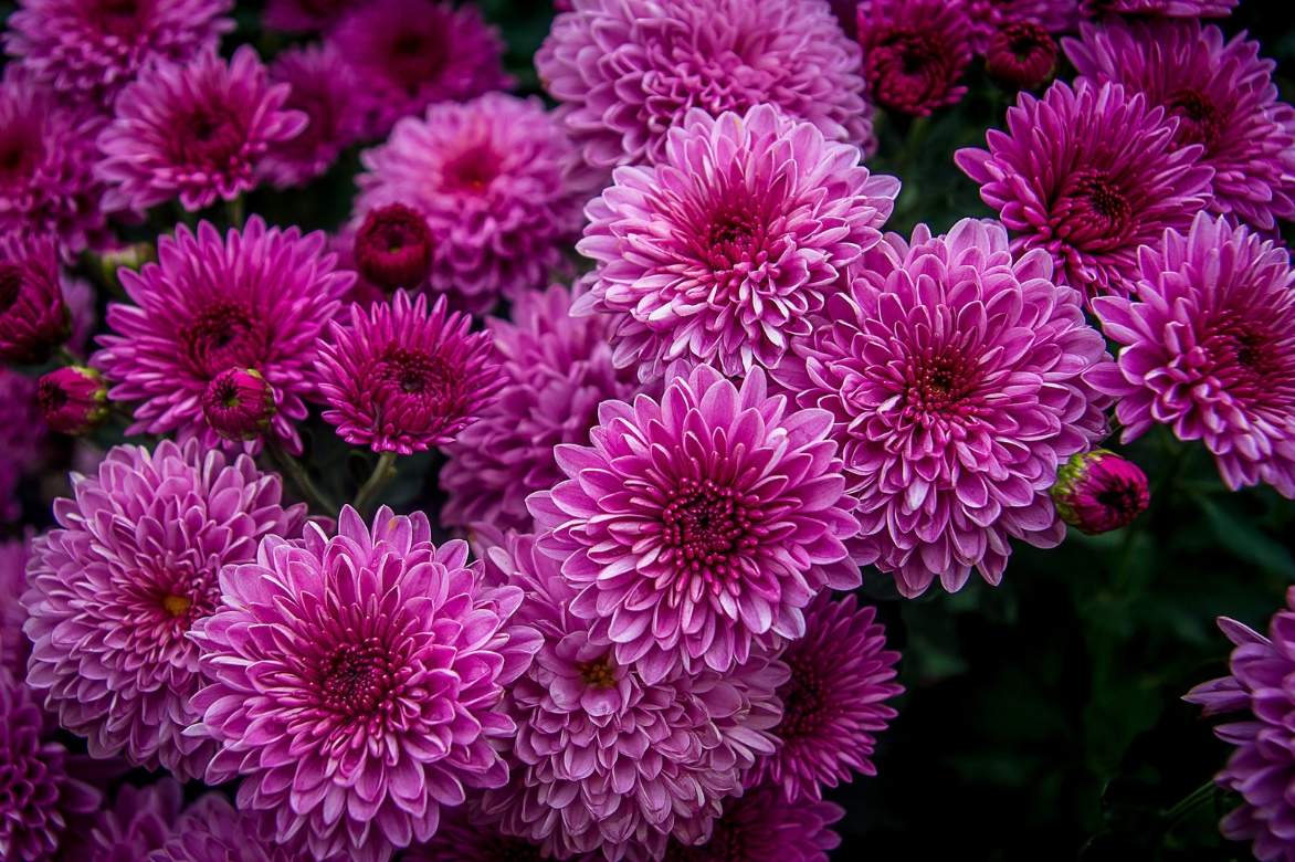 Chrysanthemum rose